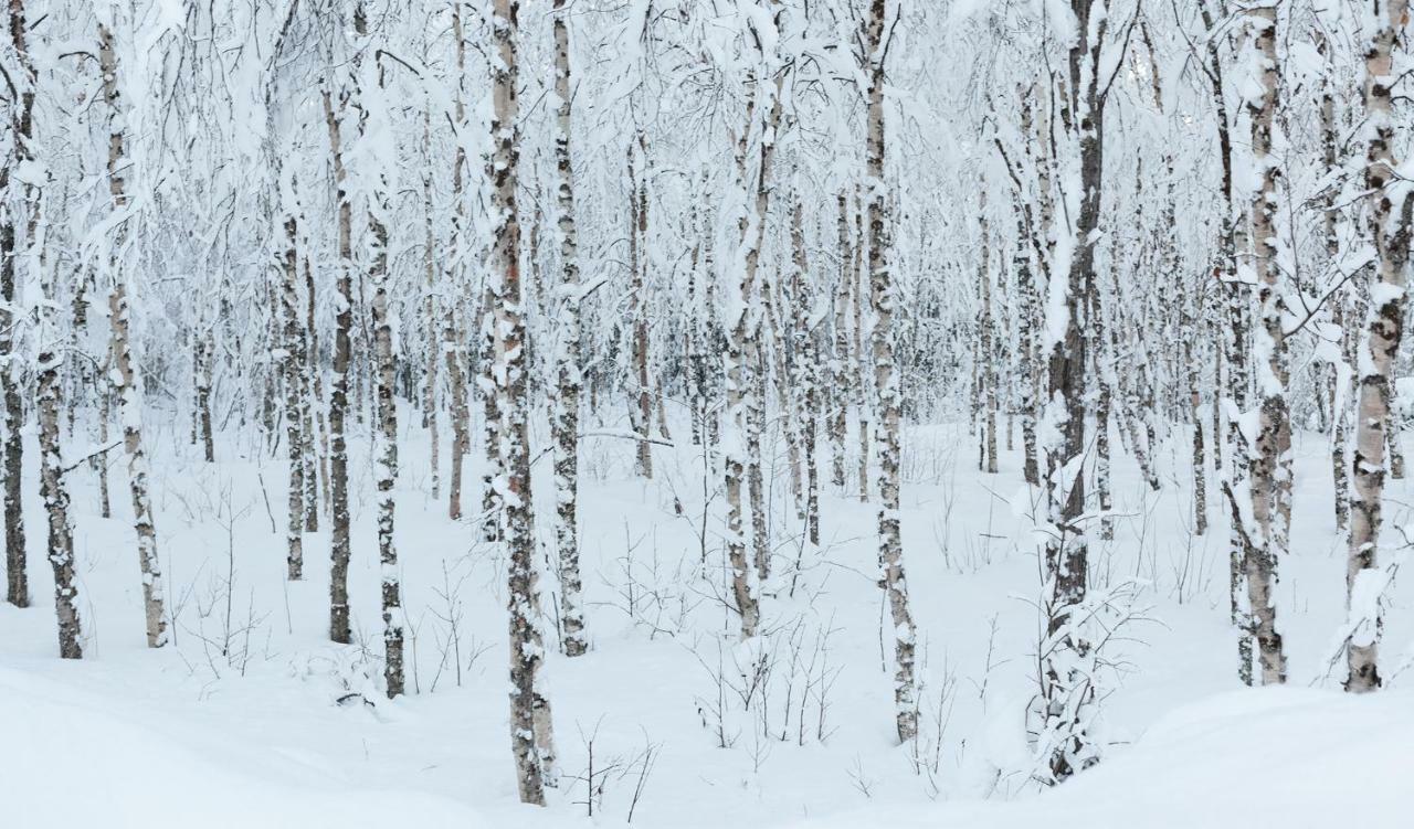 Terra Ultima Villa Rovaniemi Eksteriør billede